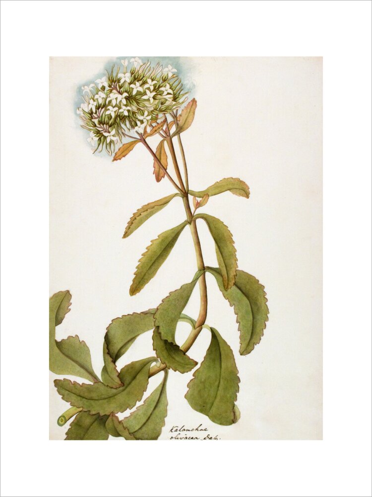 Kalanchoe Olivacea - The Dapuri Collection