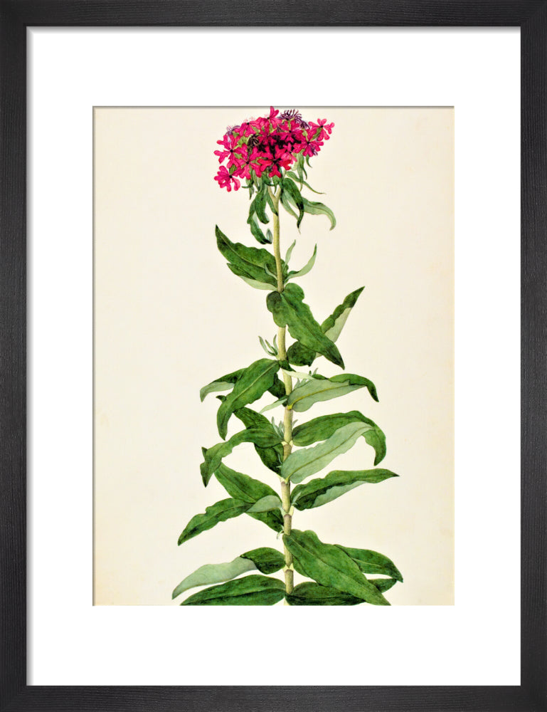 Lychnis Chalcedonica - The Dapuri Collection
