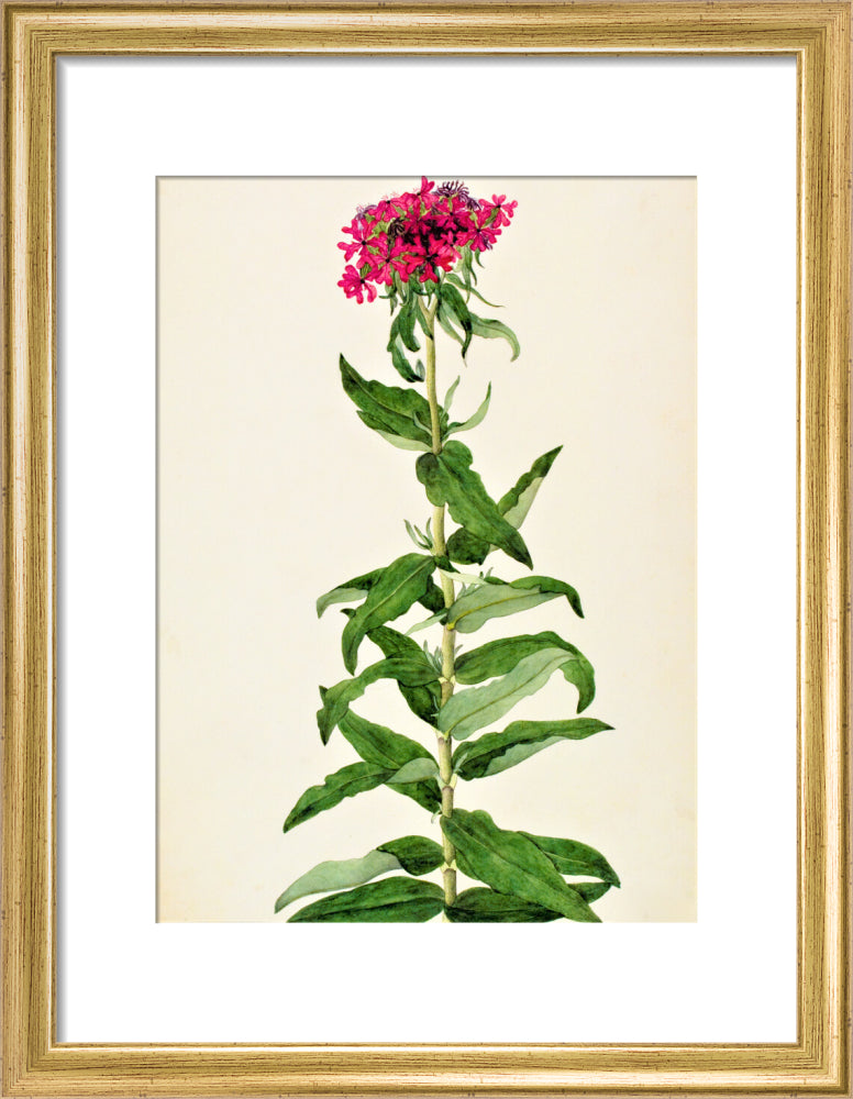 Lychnis Chalcedonica - The Dapuri Collection
