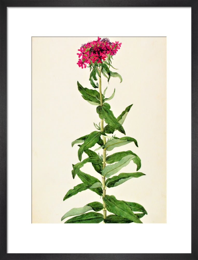 Lychnis Chalcedonica - The Dapuri Collection
