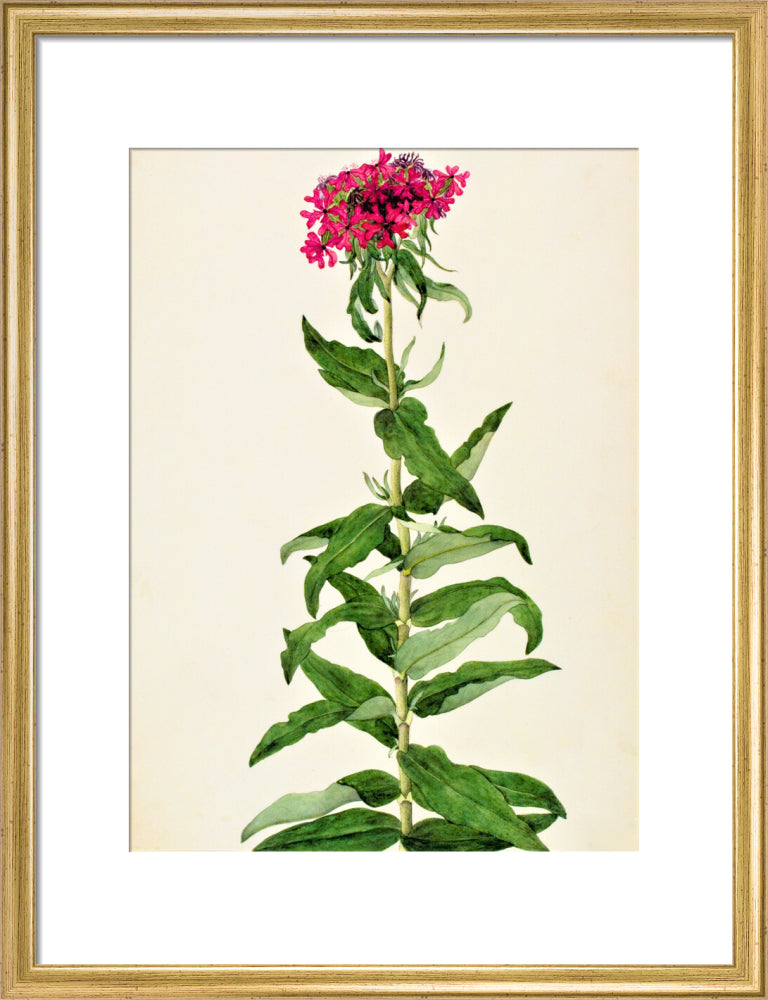 Lychnis Chalcedonica - The Dapuri Collection
