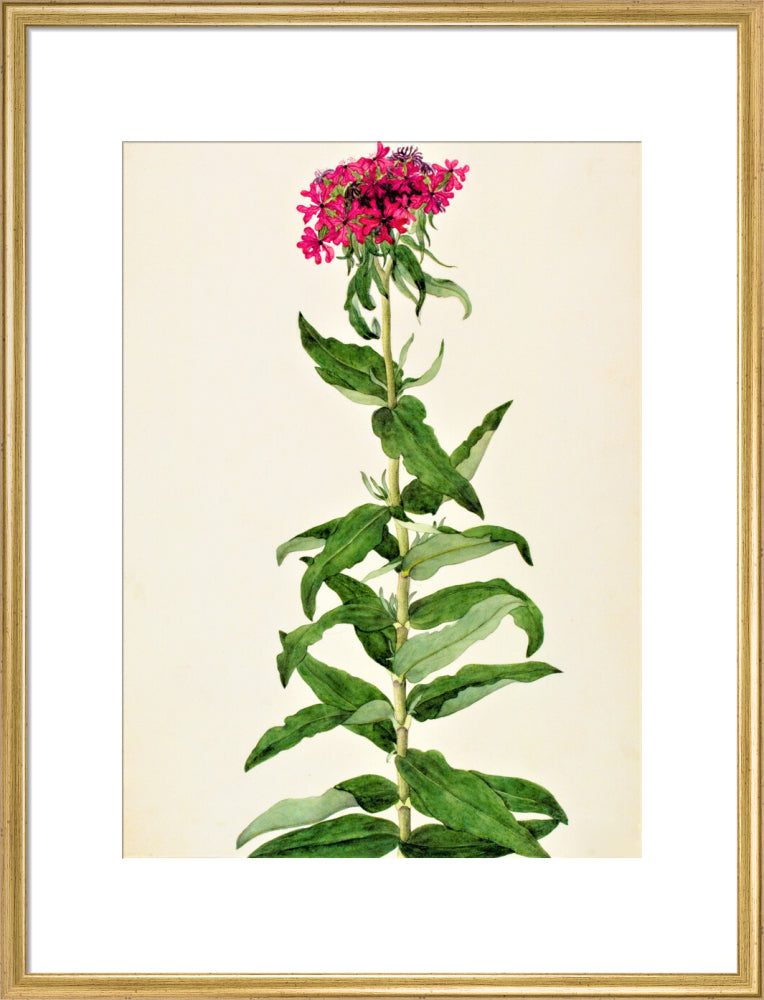 Lychnis Chalcedonica - The Dapuri Collection