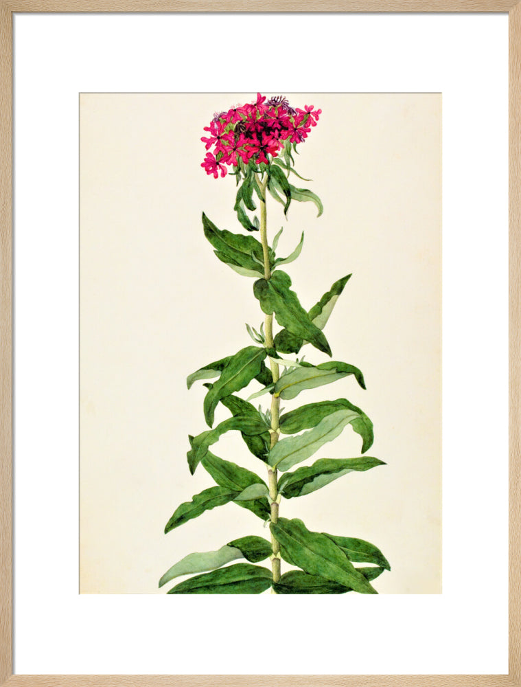 Lychnis Chalcedonica - The Dapuri Collection