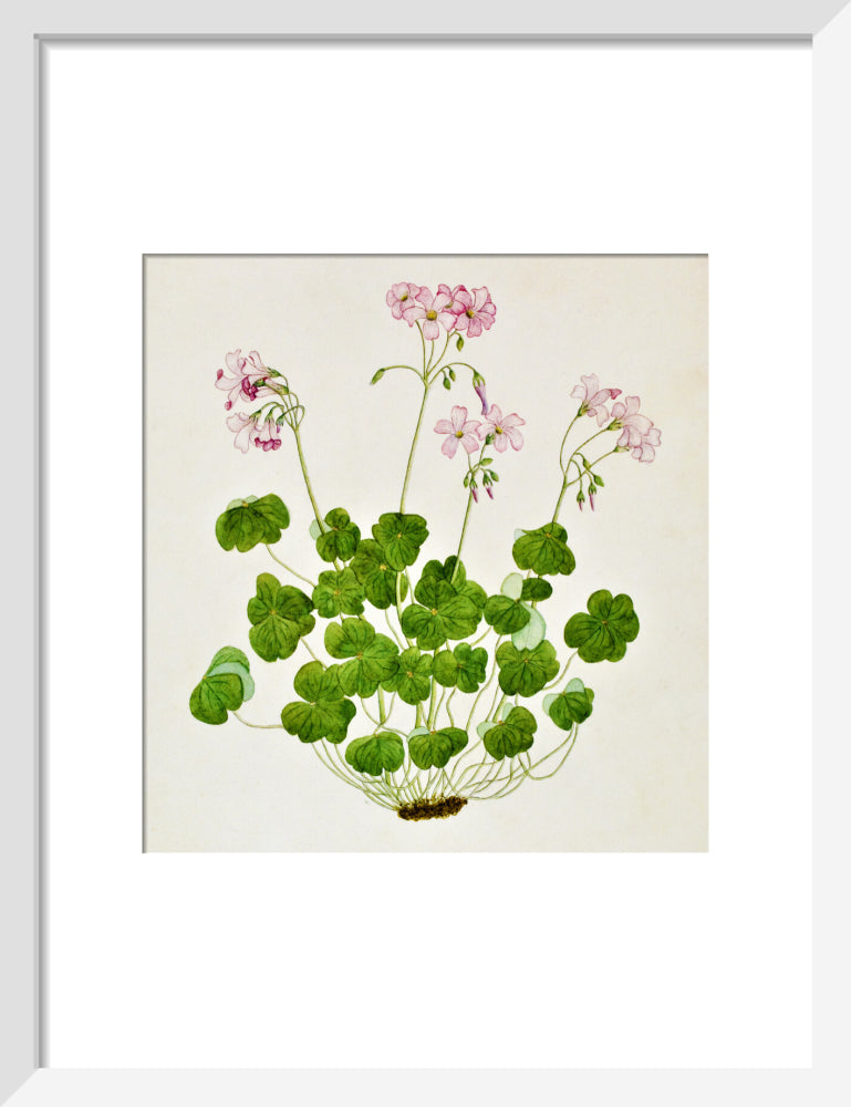 Oxalis Corymbosa - The Dapuri Collection