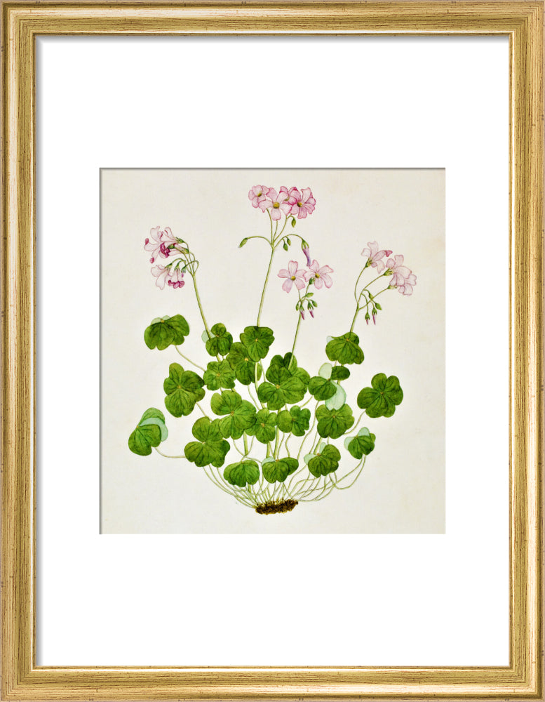 Oxalis Corymbosa - The Dapuri Collection