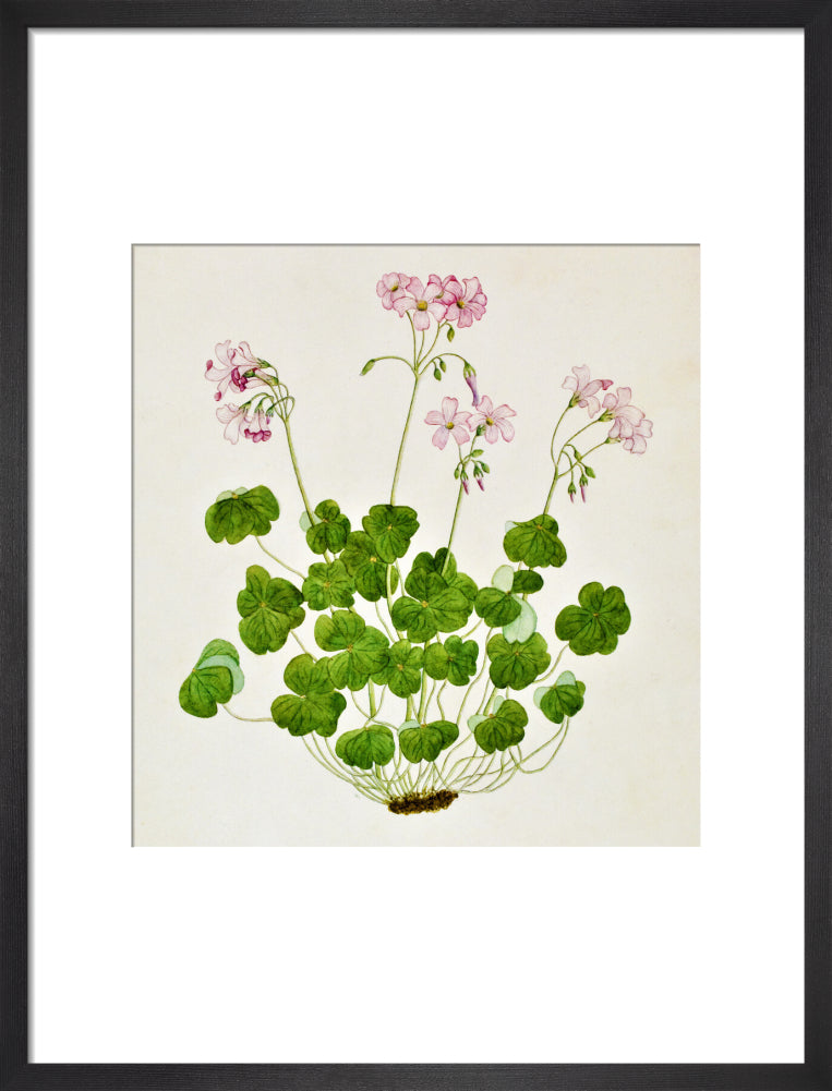 Oxalis Corymbosa - The Dapuri Collection