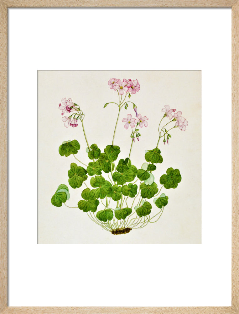 Oxalis Corymbosa - The Dapuri Collection
