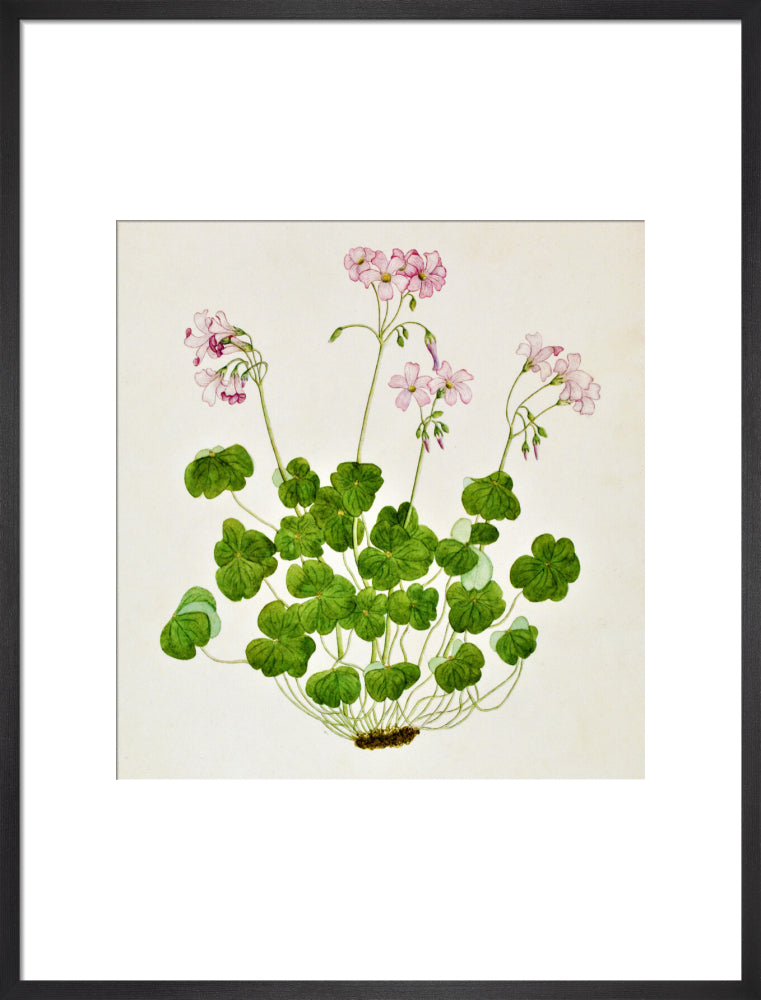 Oxalis Corymbosa - The Dapuri Collection