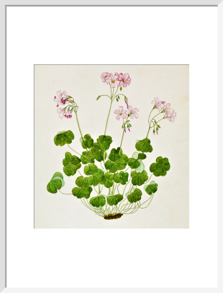 Oxalis Corymbosa - The Dapuri Collection