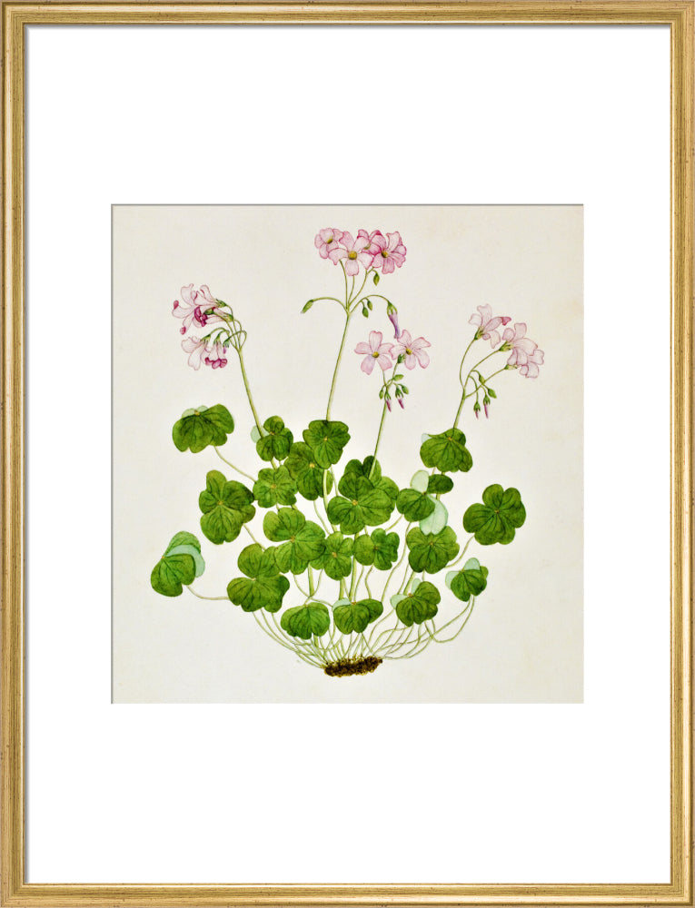 Oxalis Corymbosa - The Dapuri Collection