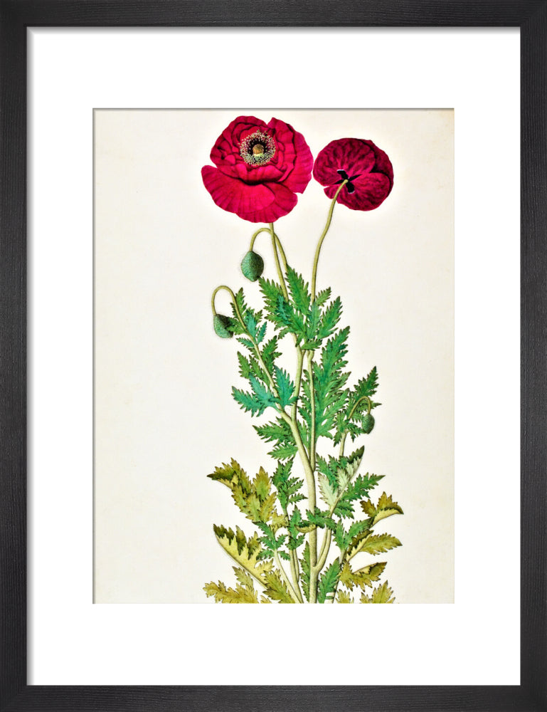 Papaver Rhoeas - The Dapuri Collection