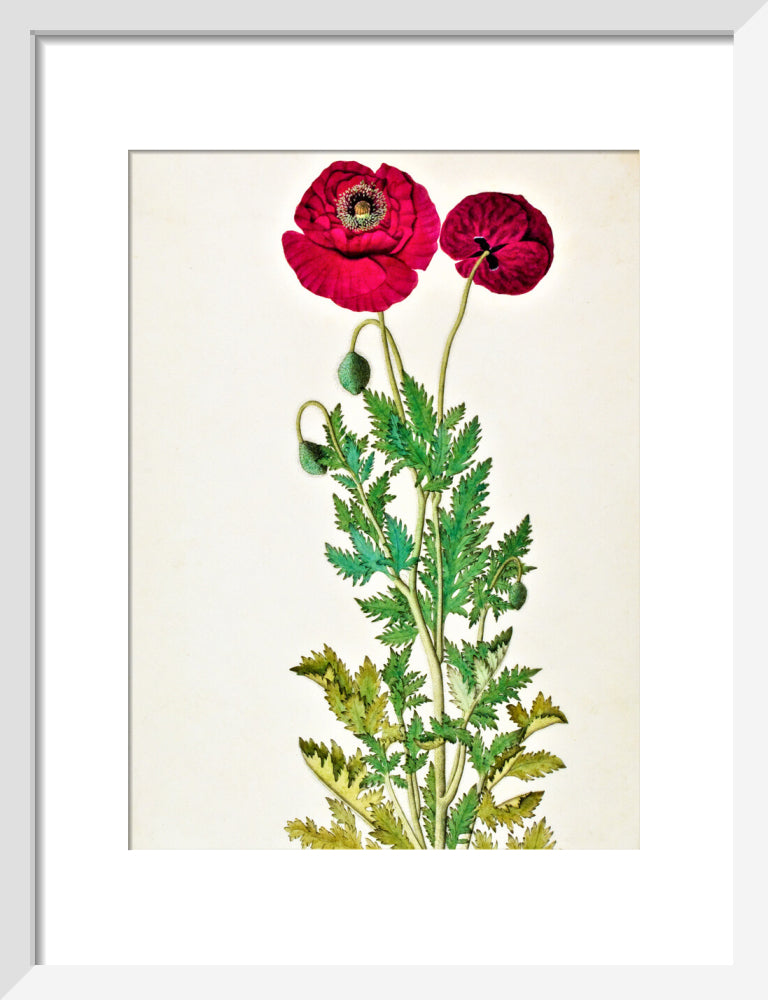 Papaver Rhoeas - The Dapuri Collection