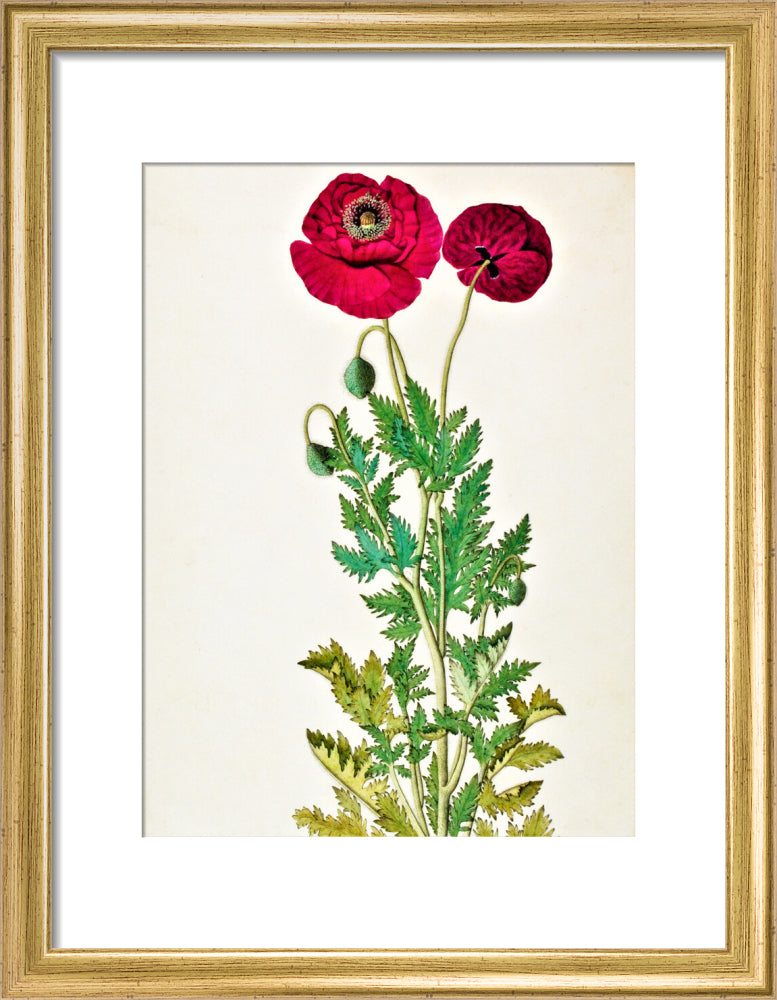 Papaver Rhoeas - The Dapuri Collection