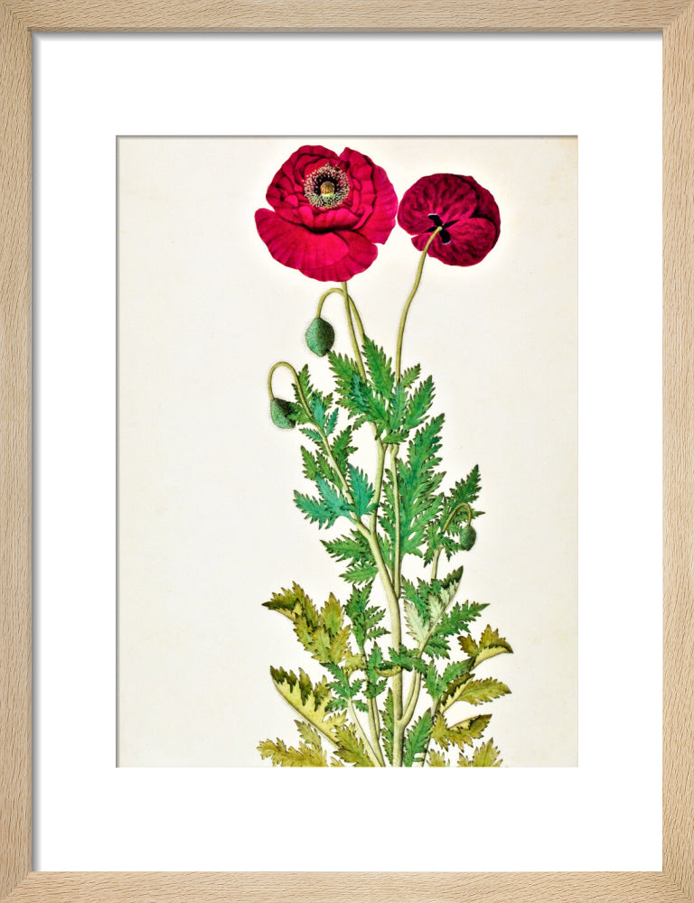 Papaver Rhoeas - The Dapuri Collection