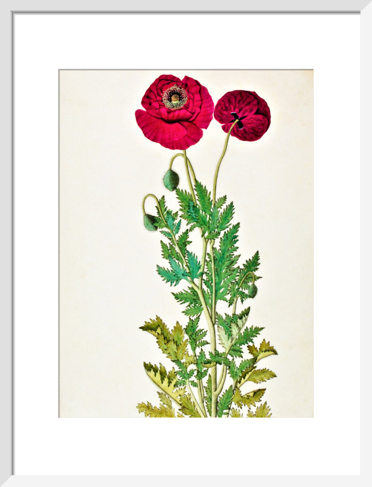Papaver Rhoeas - The Dapuri Collection