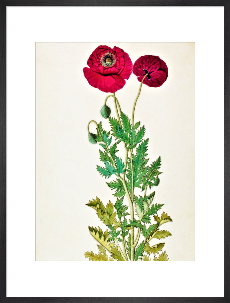 Papaver Rhoeas - The Dapuri Collection