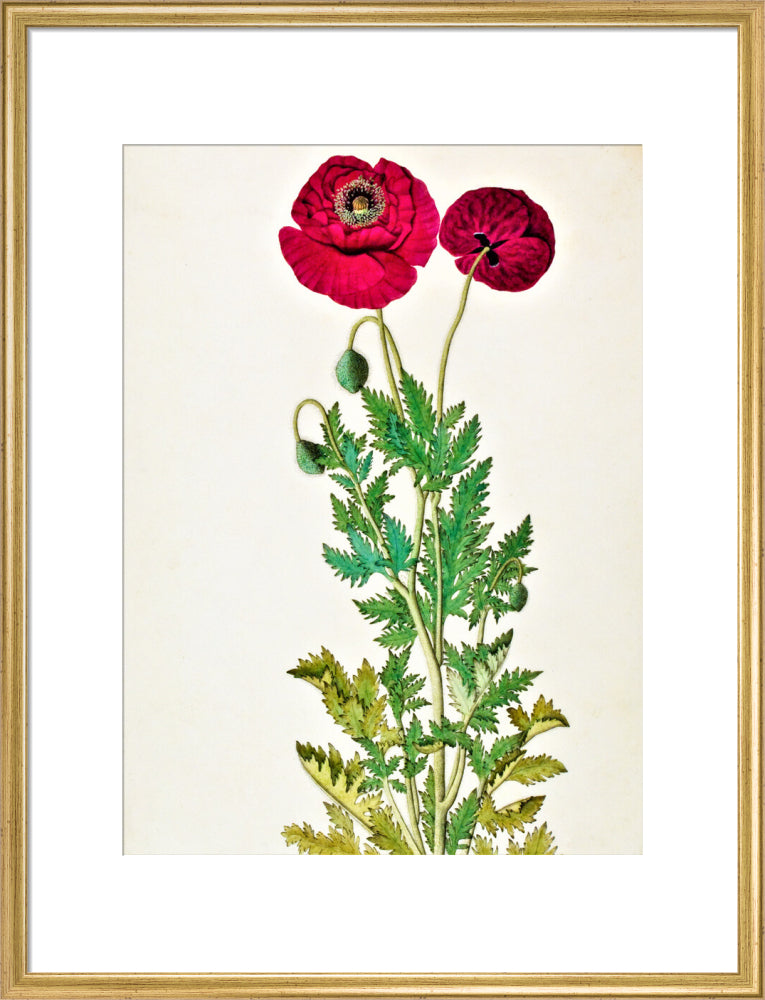 Papaver Rhoeas - The Dapuri Collection