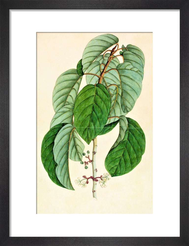 Poikilospermum Suaveolens - The Dapuri Collection