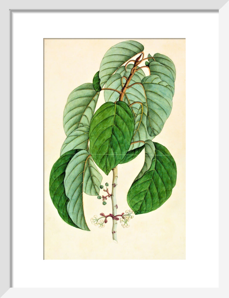Poikilospermum Suaveolens - The Dapuri Collection