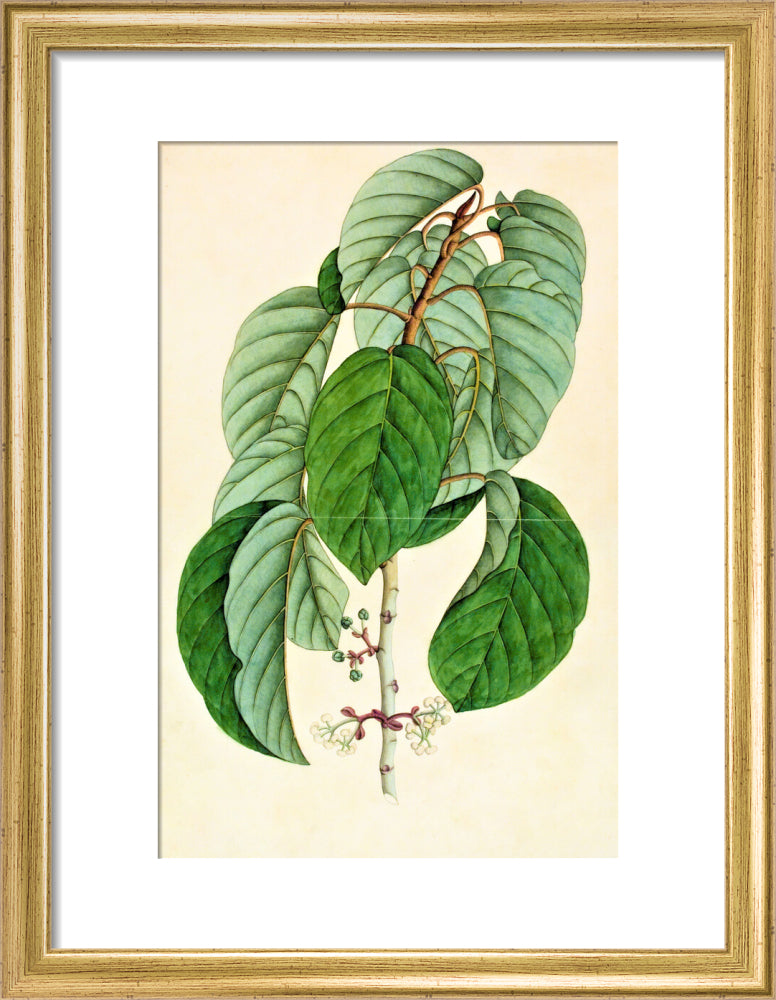 Poikilospermum Suaveolens - The Dapuri Collection