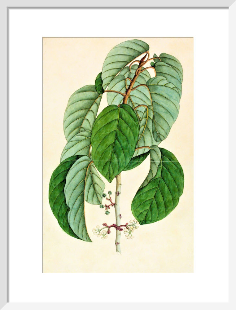 Poikilospermum Suaveolens - The Dapuri Collection