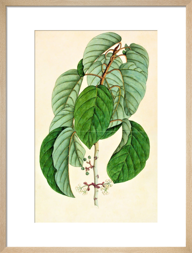 Poikilospermum Suaveolens - The Dapuri Collection