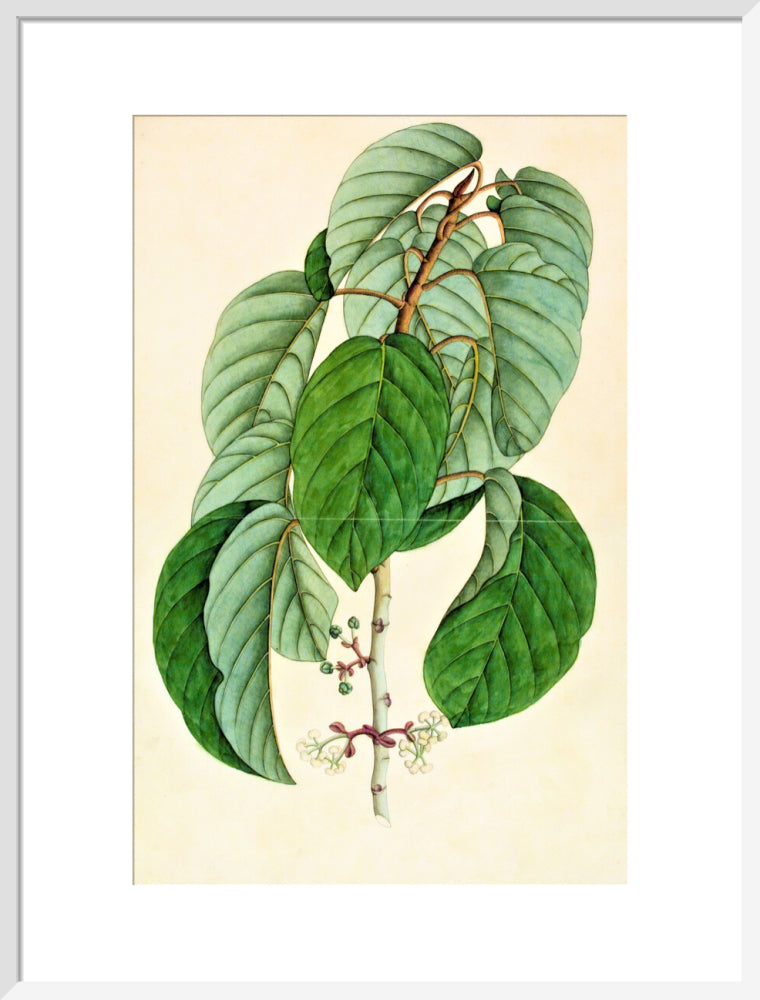 Poikilospermum Suaveolens - The Dapuri Collection