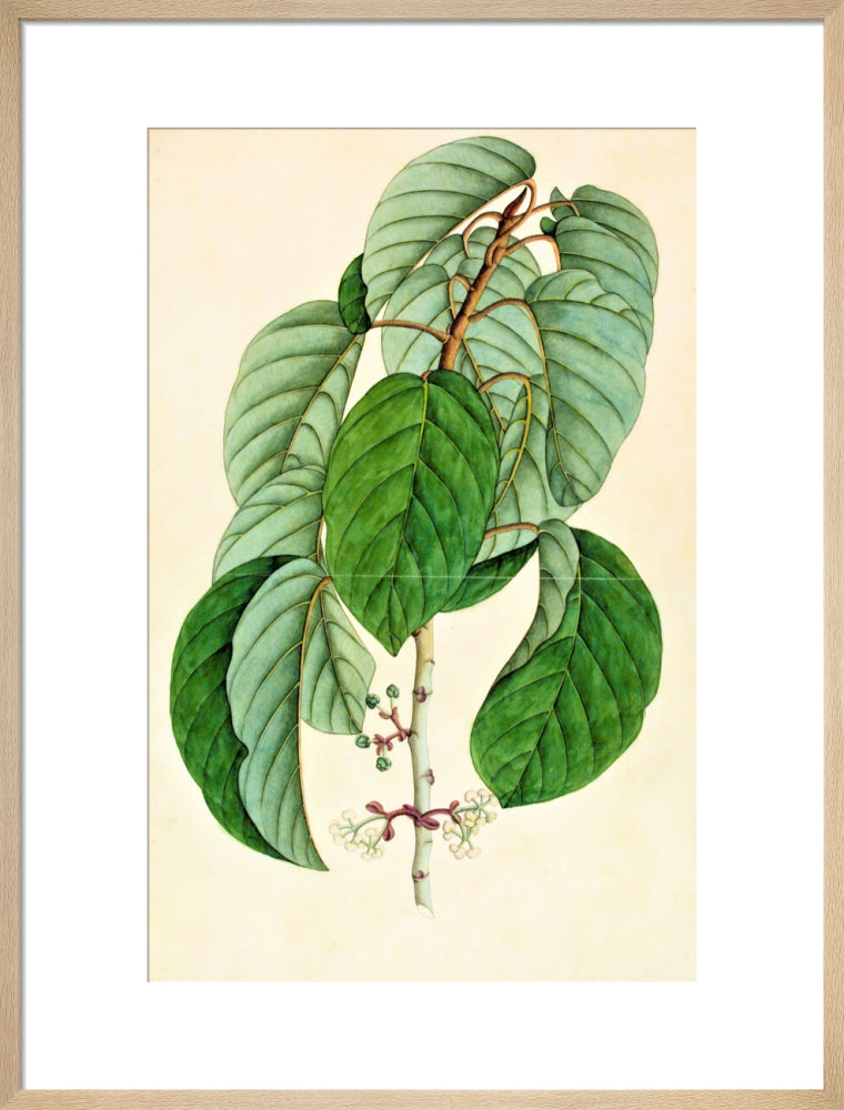 Poikilospermum Suaveolens - The Dapuri Collection