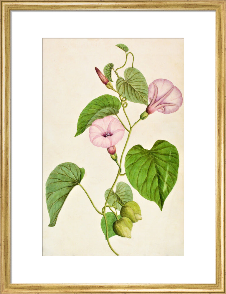 Stictocardia Tiliifolia - The Dapuri Collection