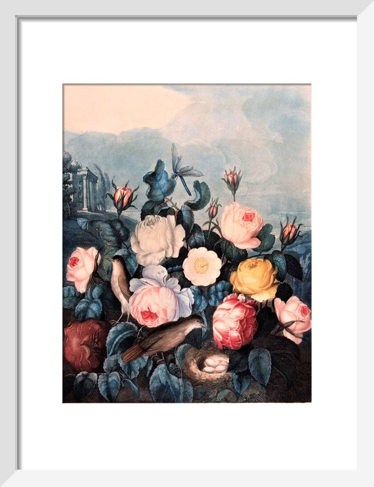 Roses by Robert John Thornton