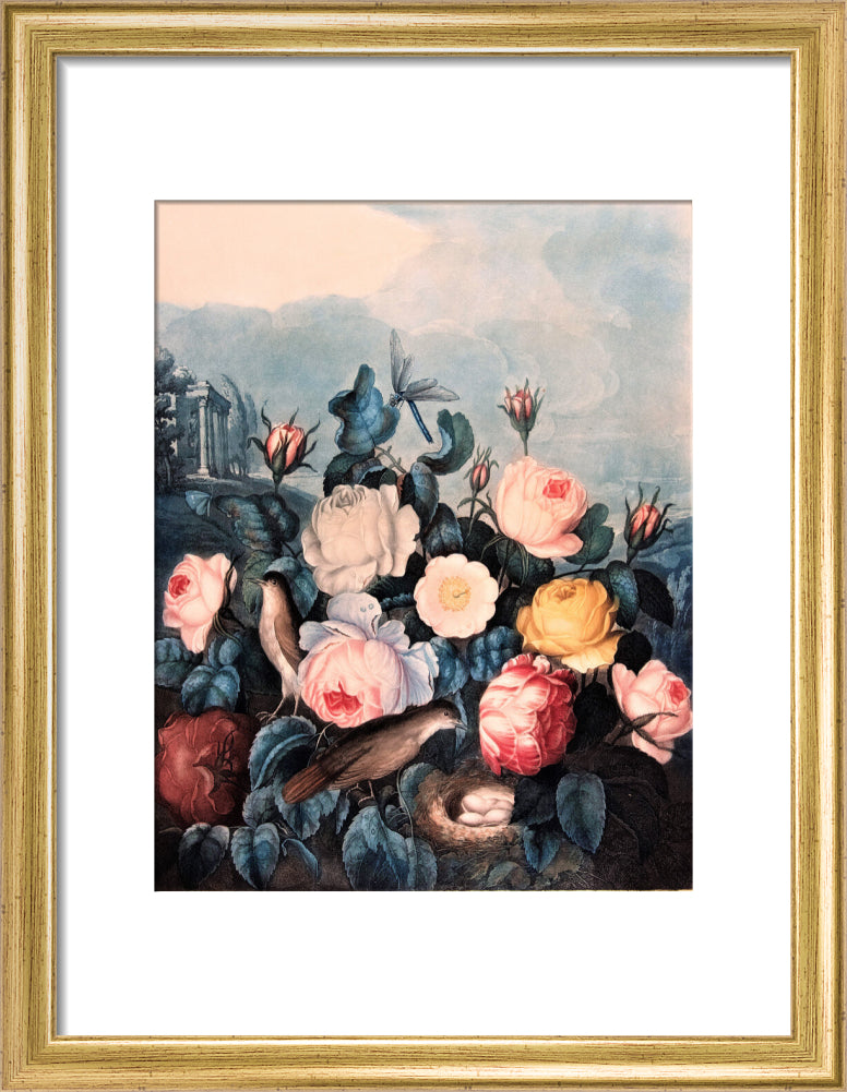 Roses by Robert John Thornton