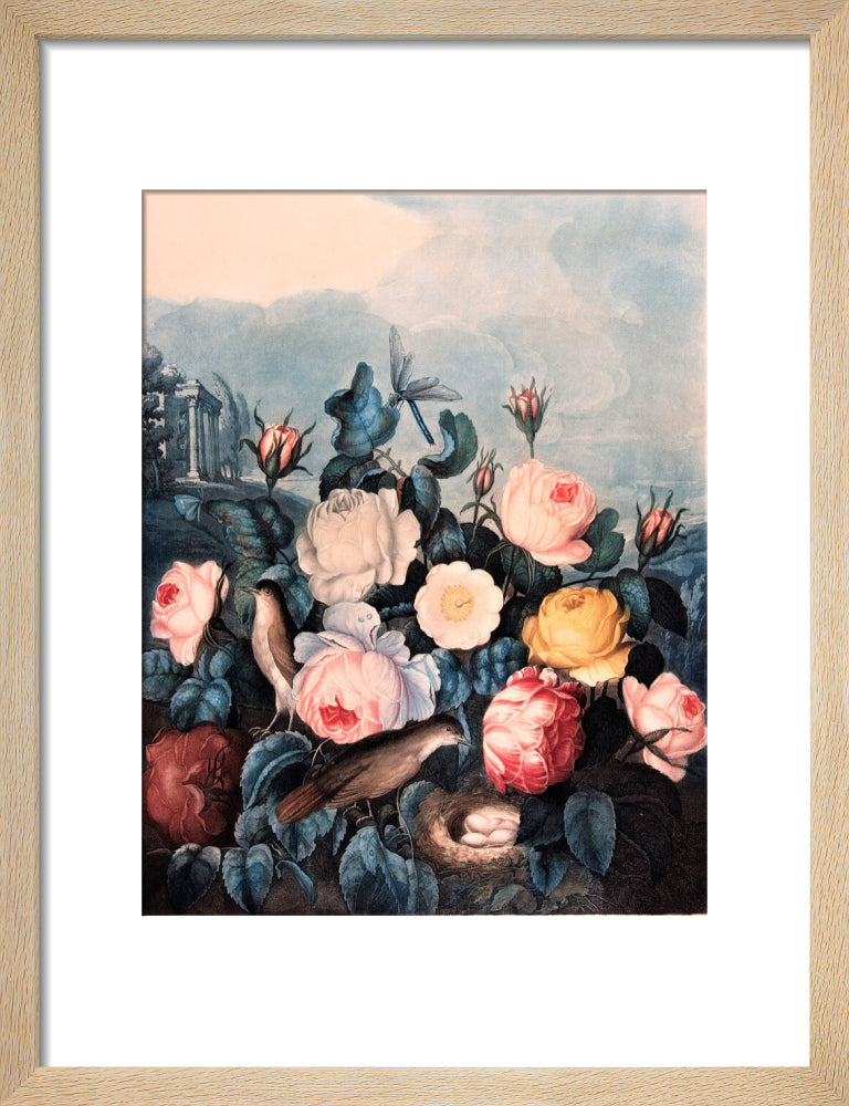 Roses by Robert John Thornton