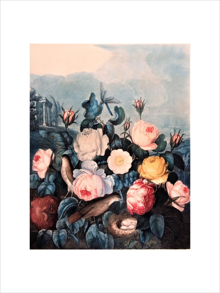 Roses by Robert John Thornton