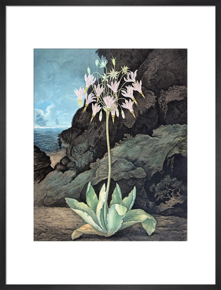 The American Cowslip by Robert John Thornton