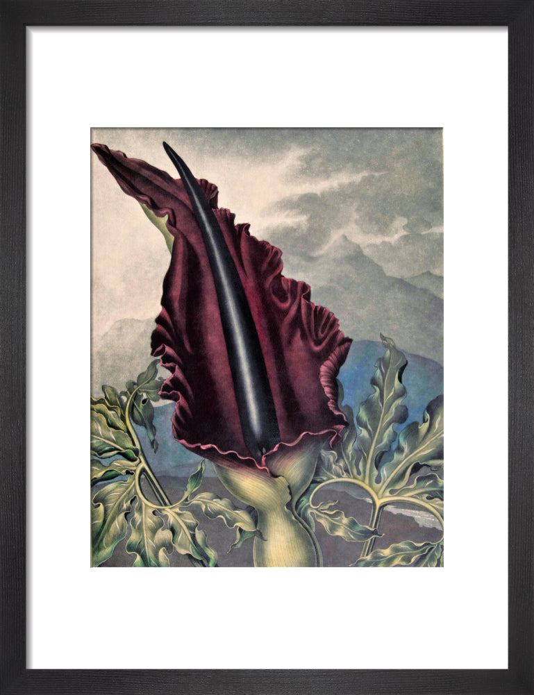 The Dragon Arum by Robert John Thornton