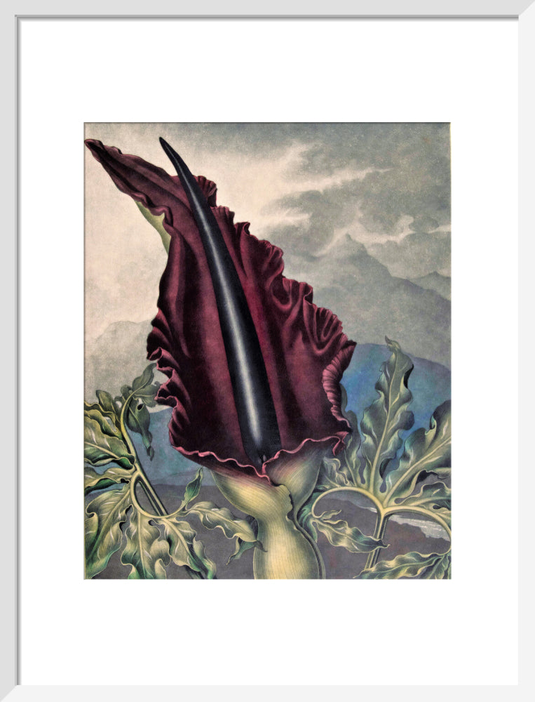 The Dragon Arum by Robert John Thornton