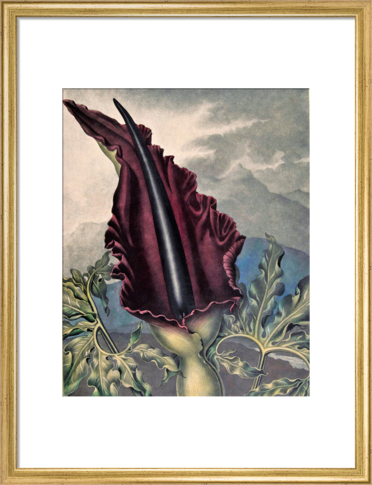 The Dragon Arum by Robert John Thornton