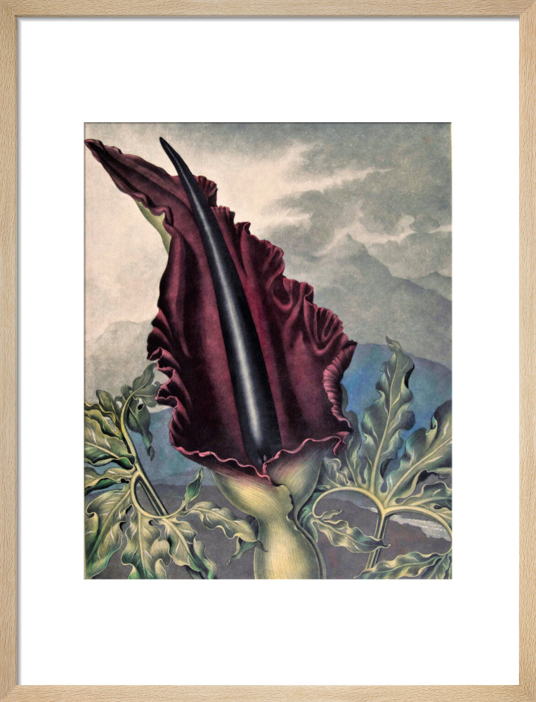 The Dragon Arum by Robert John Thornton