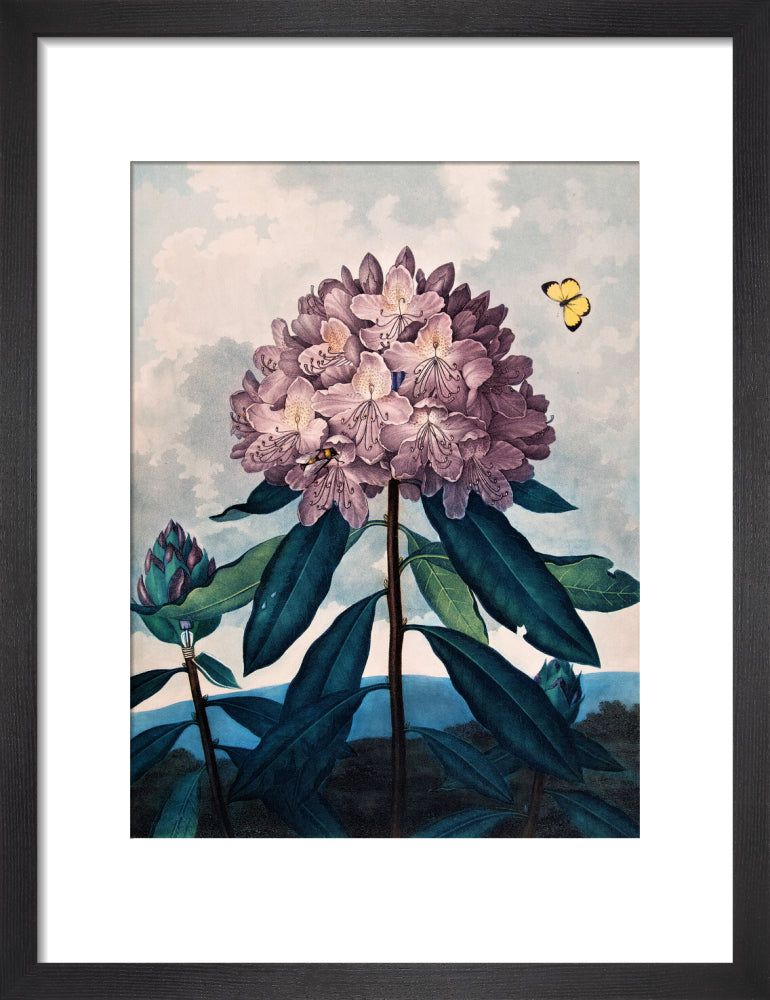 The Pontic Rhododendron by Robert John Thornton