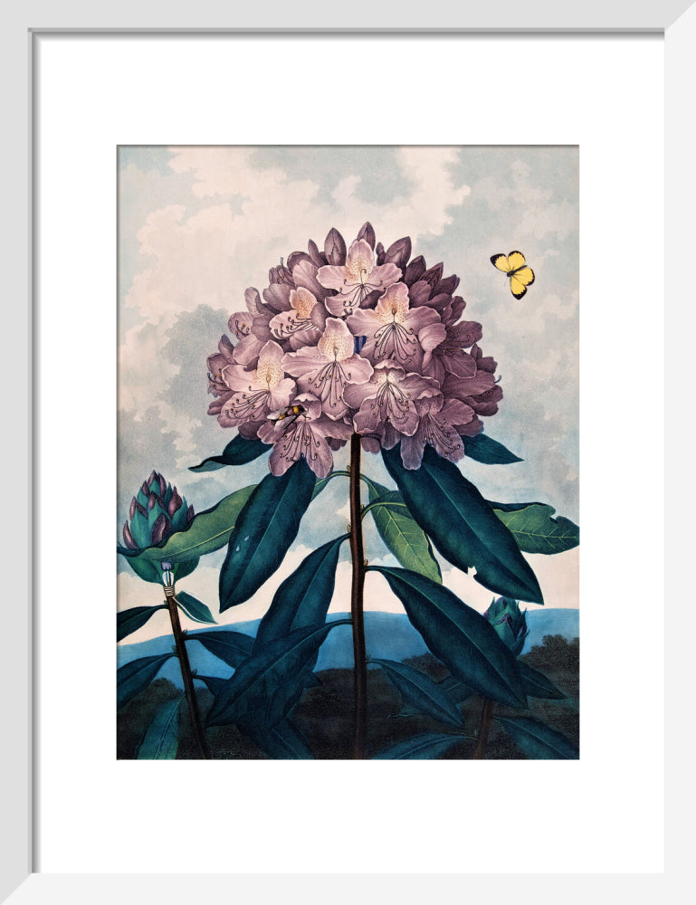 The Pontic Rhododendron by Robert John Thornton