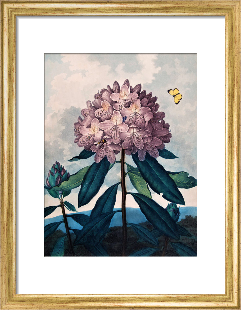 The Pontic Rhododendron by Robert John Thornton