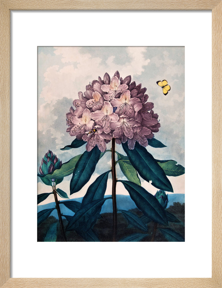 The Pontic Rhododendron by Robert John Thornton
