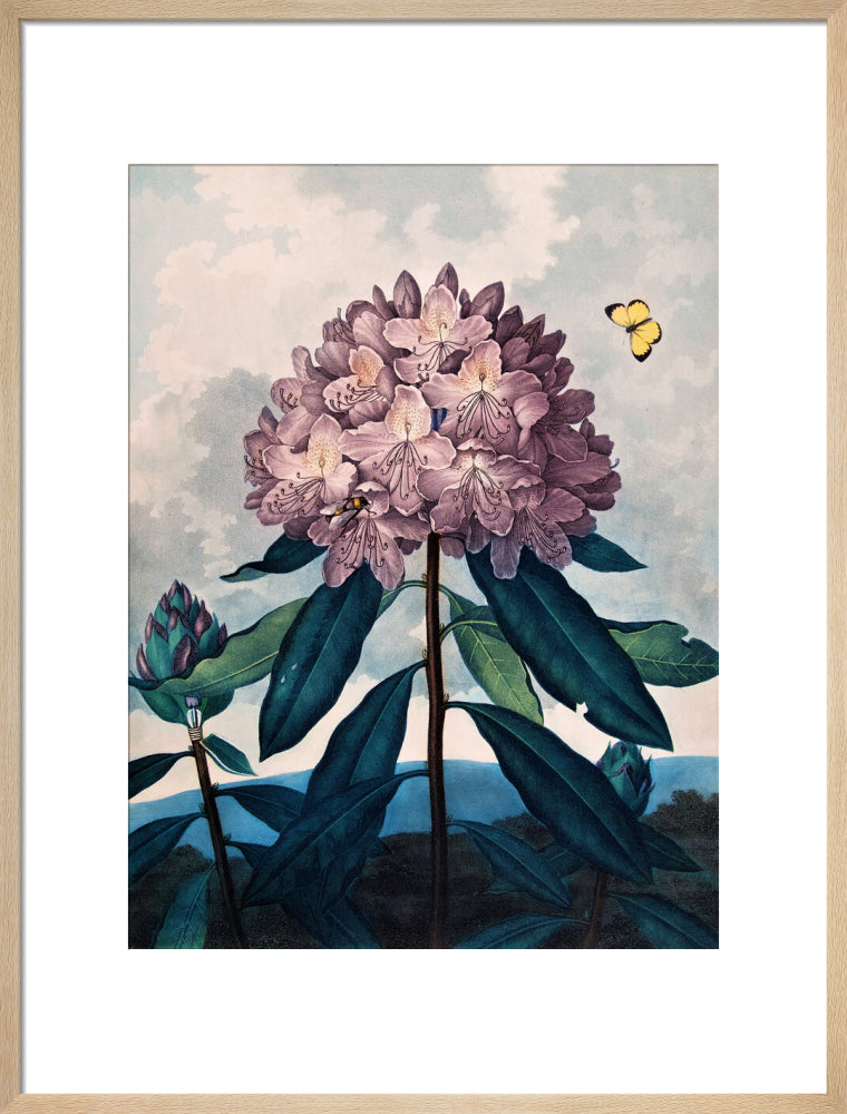 The Pontic Rhododendron by Robert John Thornton