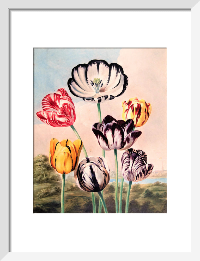 Tulips by Robert John Thornton