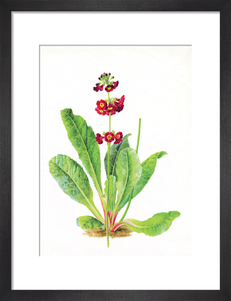 Primula anisodora by Lillian Snelling