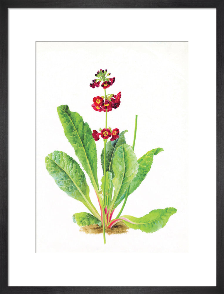 Primula anisodora by Lillian Snelling