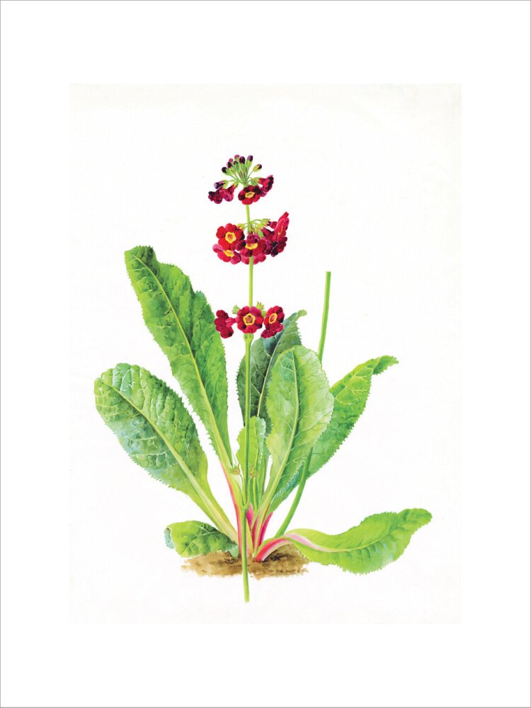 Primula anisodora by Lillian Snelling
