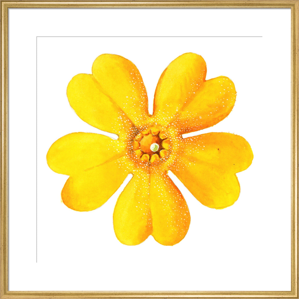 Primula bulleyana Flower by Lillian Snelling
