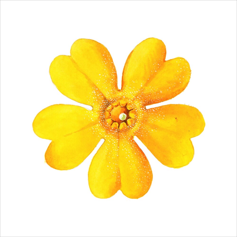 Primula bulleyana Flower by Lillian Snelling