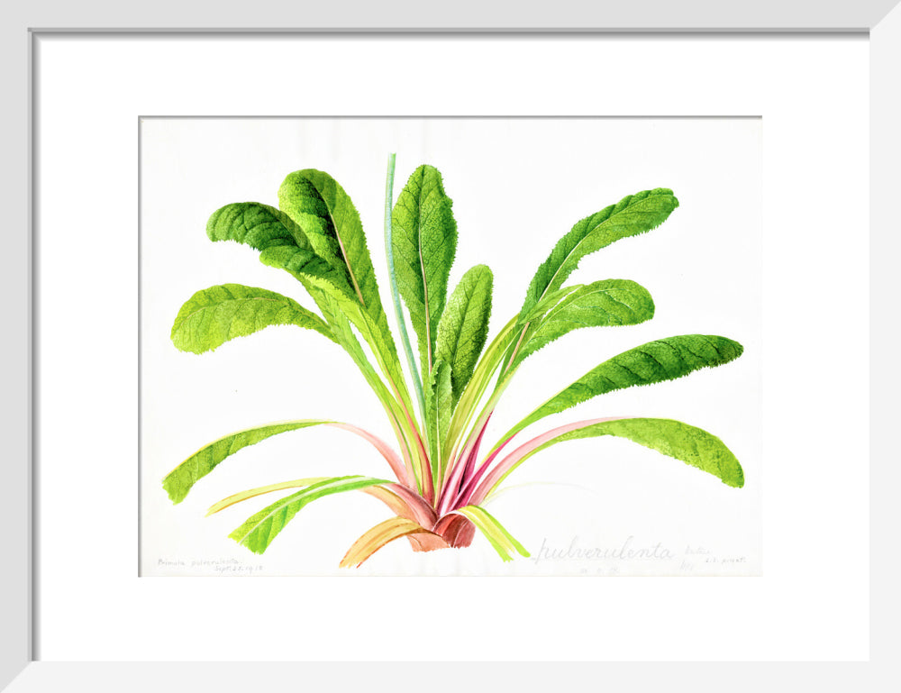 Primula pulverulenta by Lillian Snelling